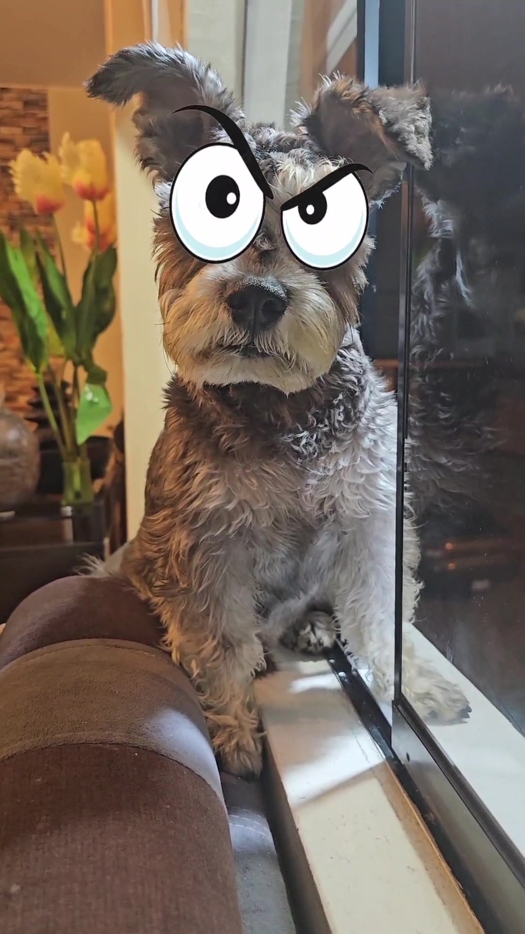 @Forest🐶.schnauzer
