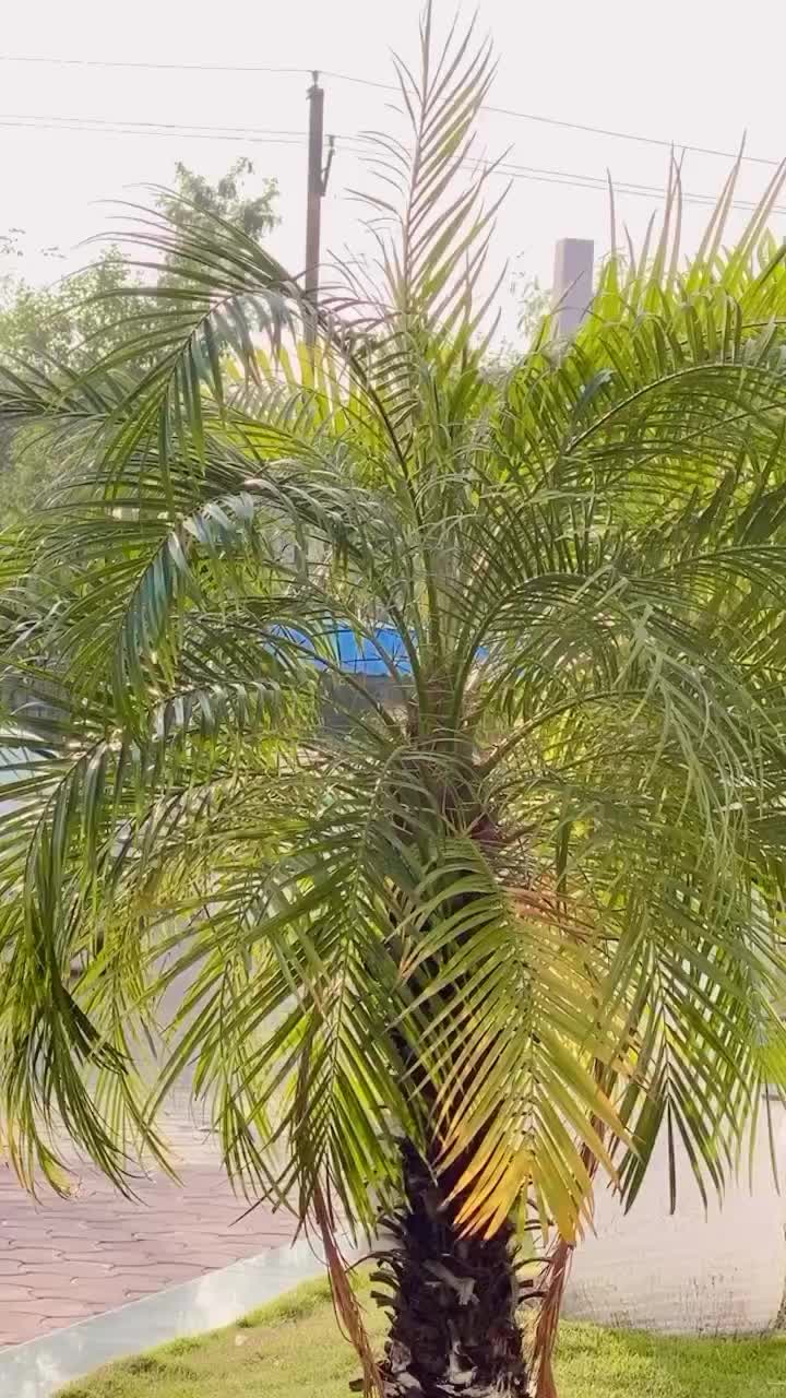 @shafiarkani🇲🇲🇲🇾🇧🇩🇵🇰