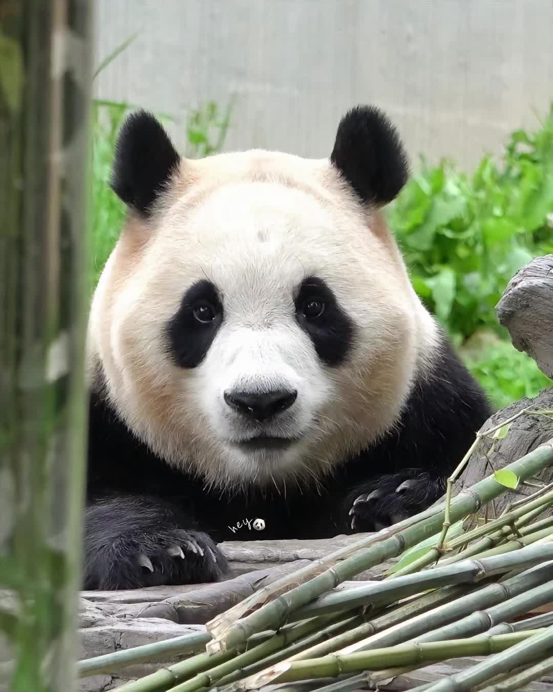 @ショウキンキ