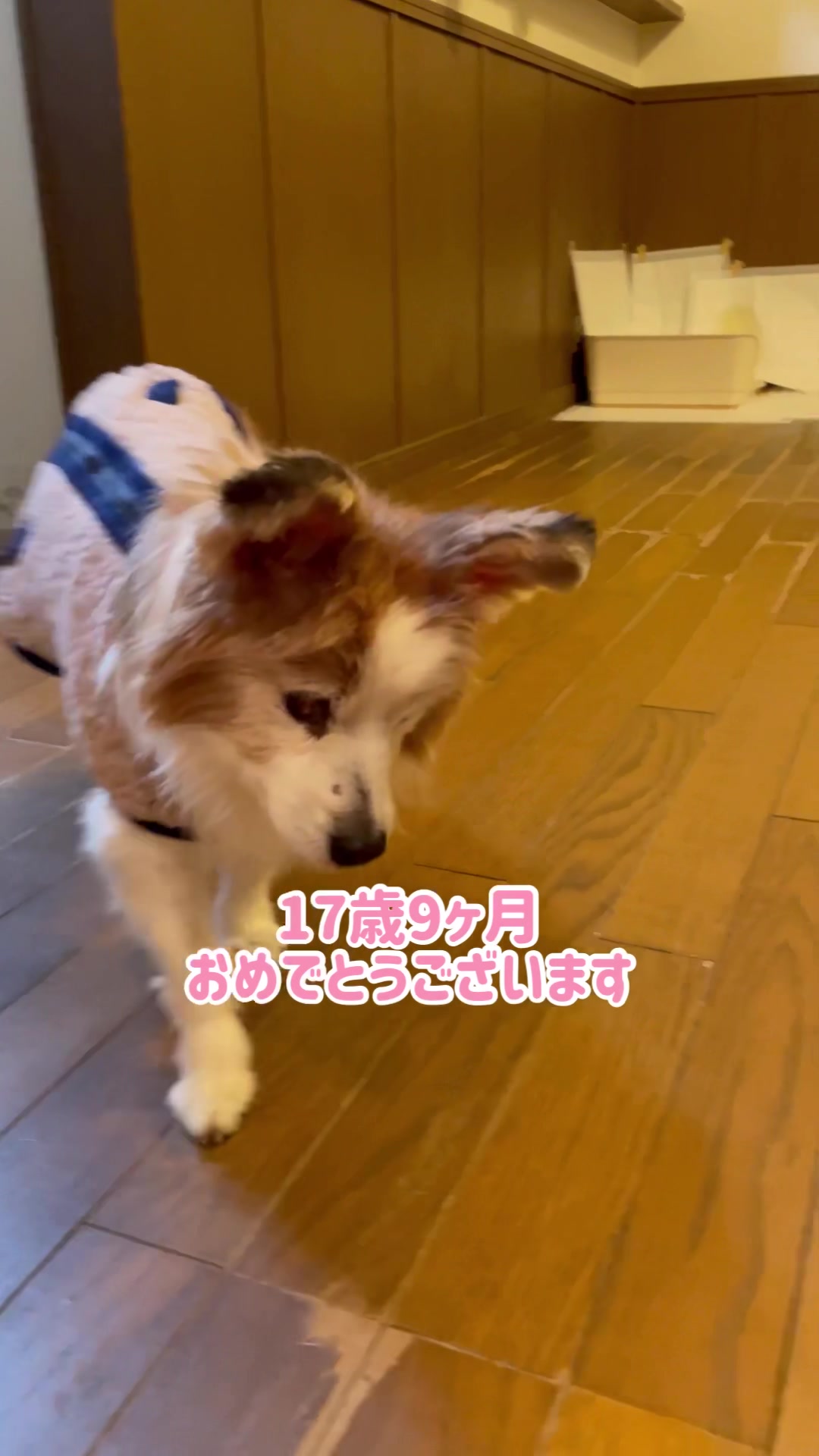 @みゆといぬ。
