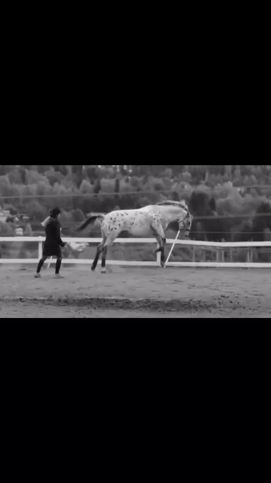 @🖇horses🖇