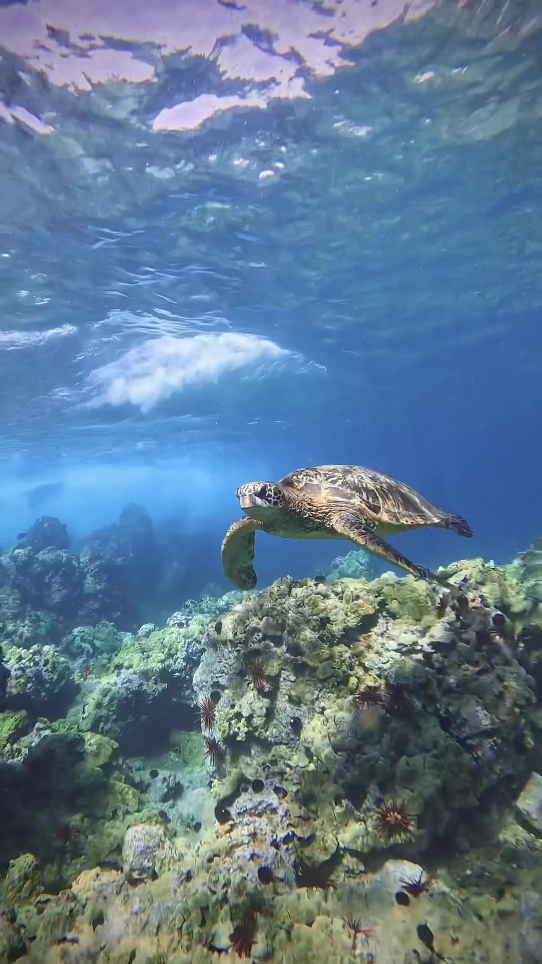 @Sky | Underwater Photographer