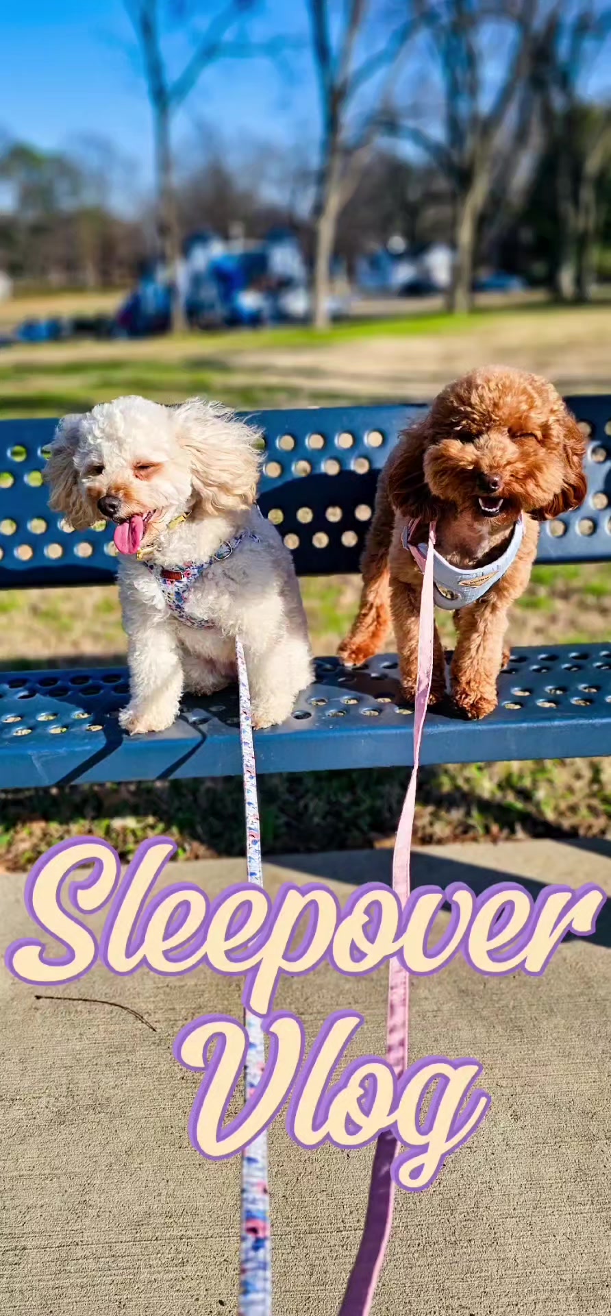 @Summer Rose The Poodle