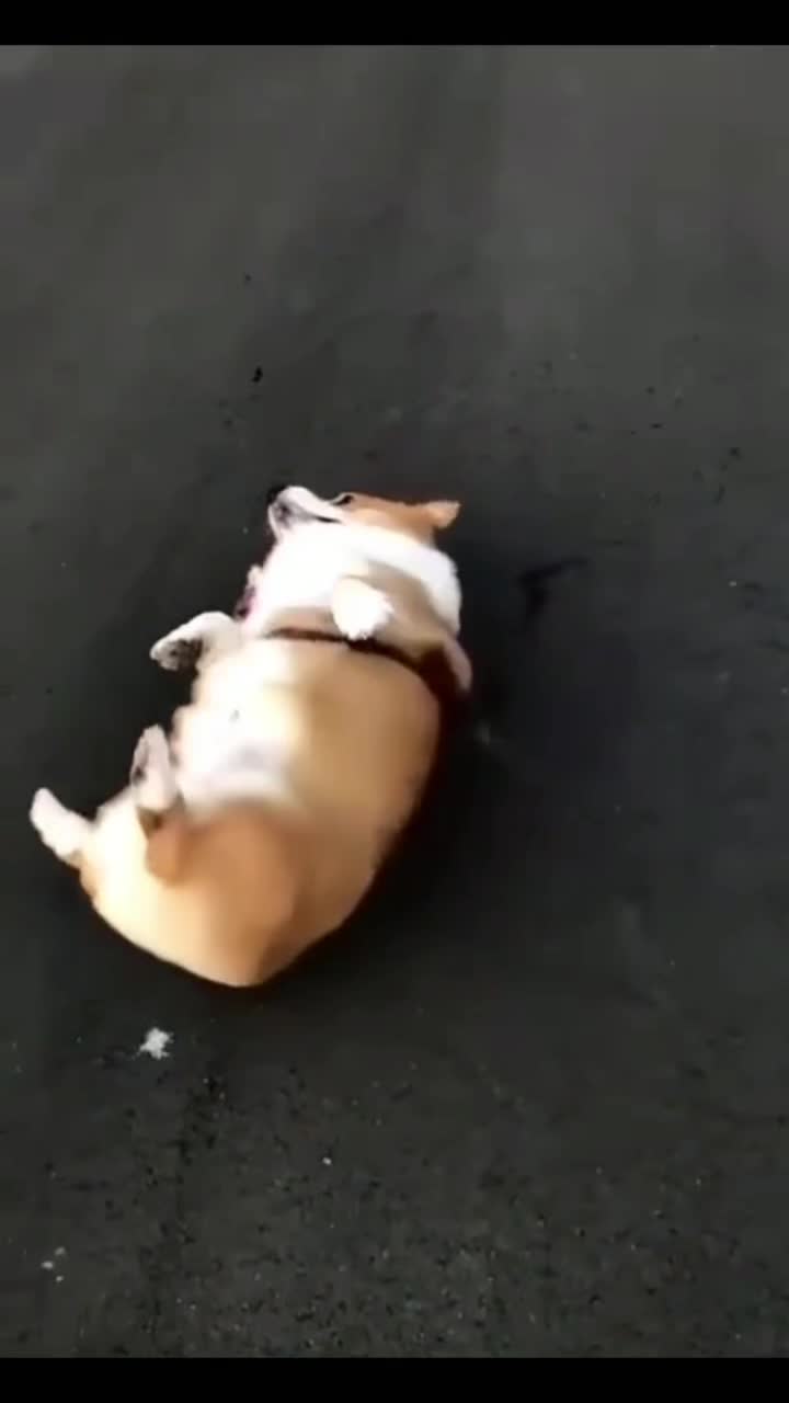 @corgilovecorgi