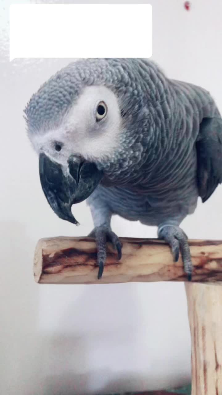 @imforthebirds