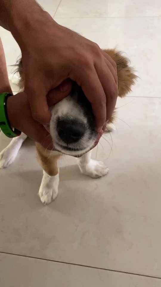 @SAM 🐾🦴