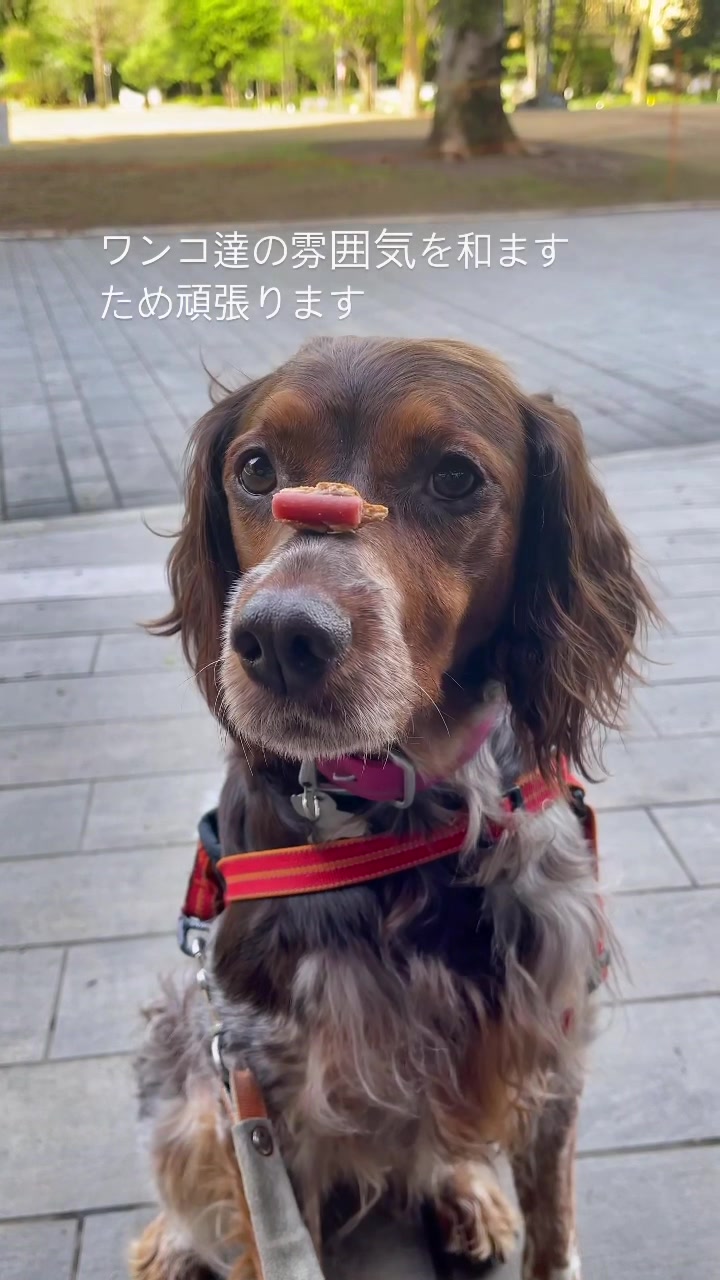 @niraithedog