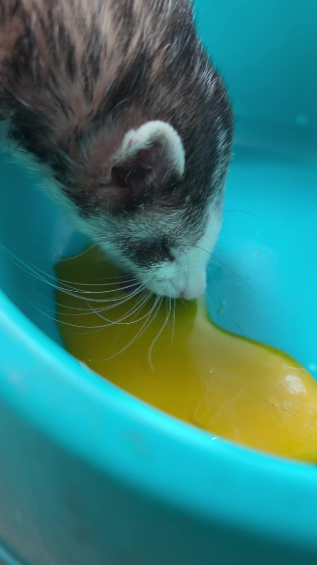 @BabyGup🐹