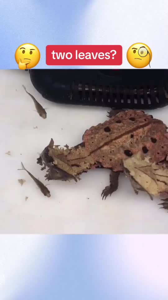 @InsectFlix