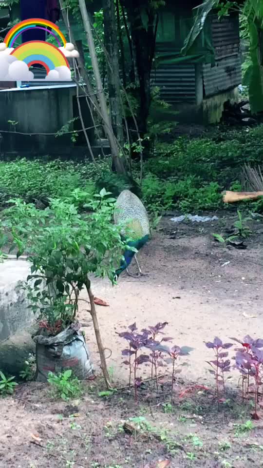 @suraj2315