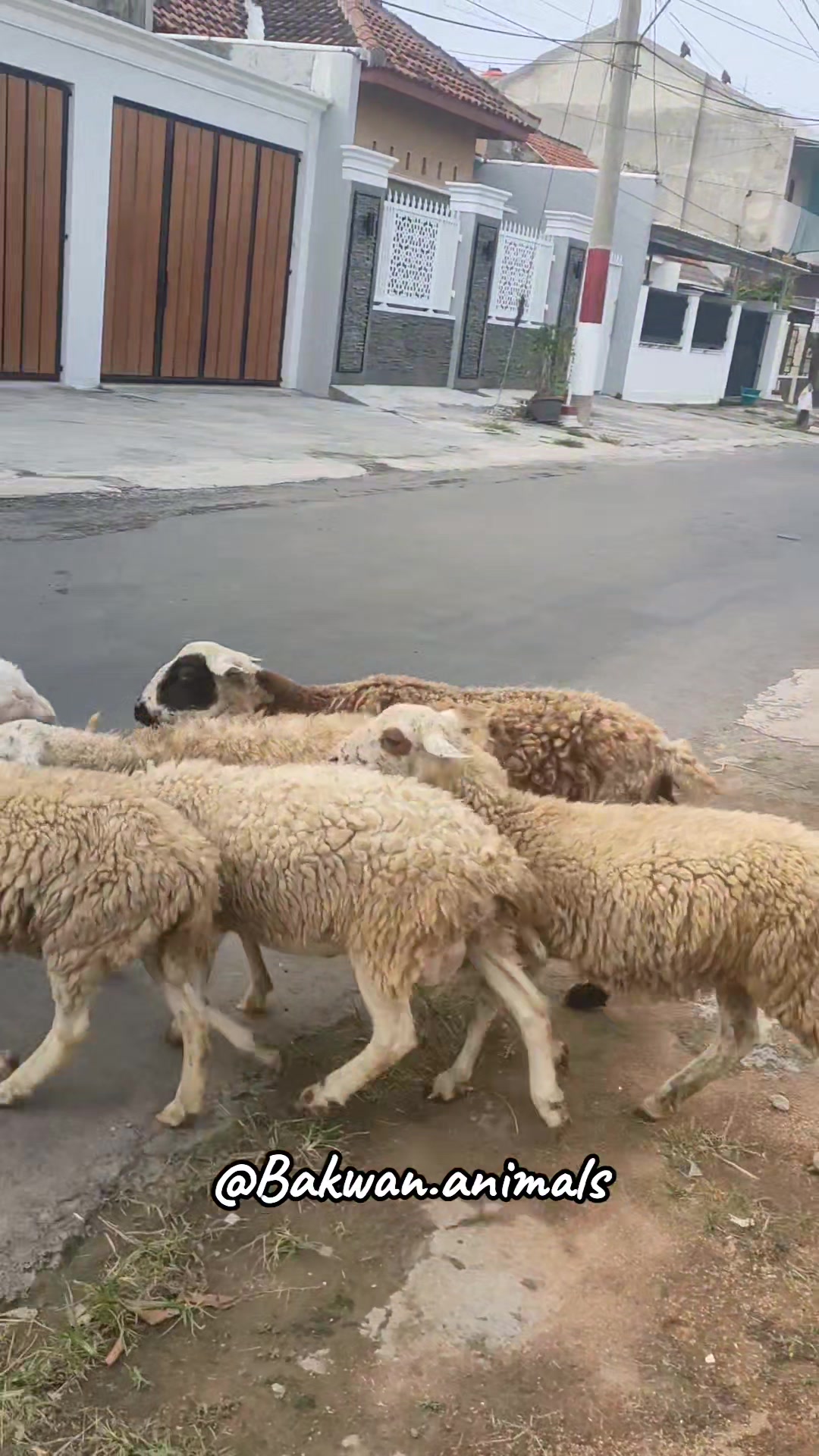 @Bakwan Animals