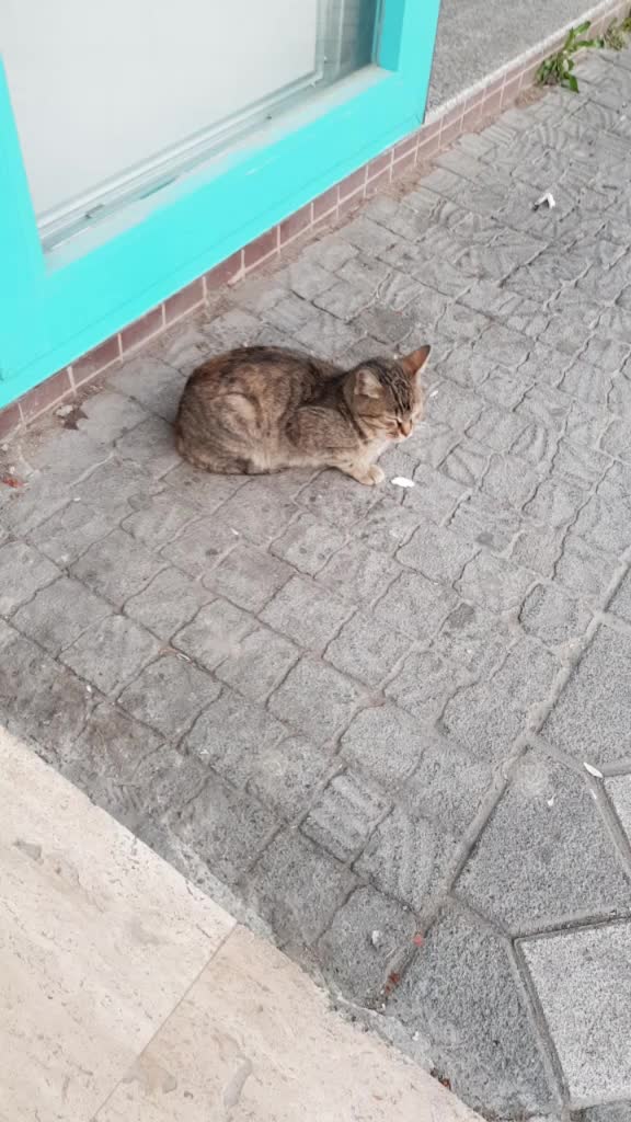 @Gizem Gül