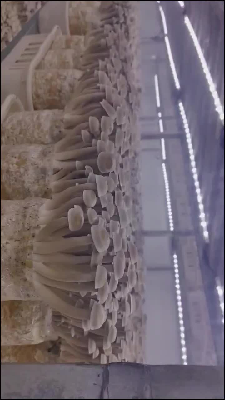 @satrisemushroom
