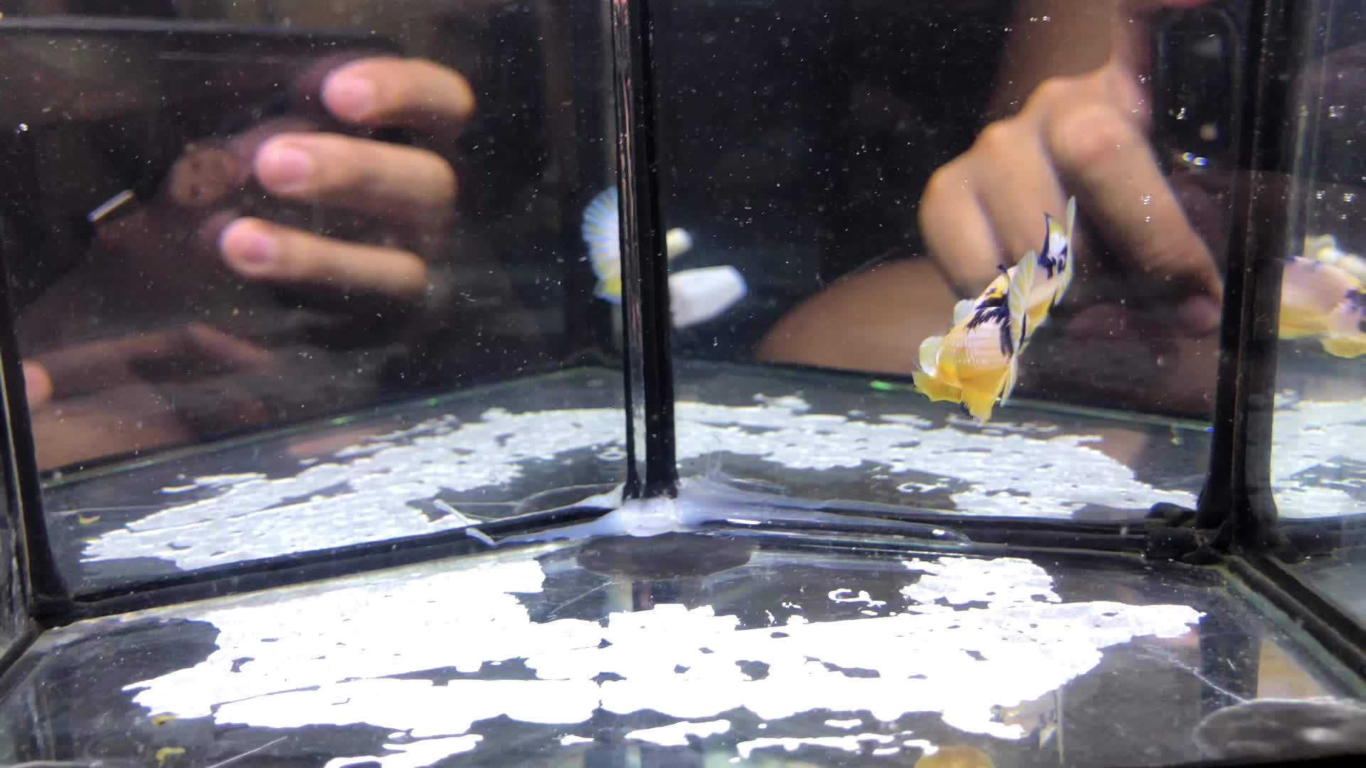 @The Betta-Buddy Shop