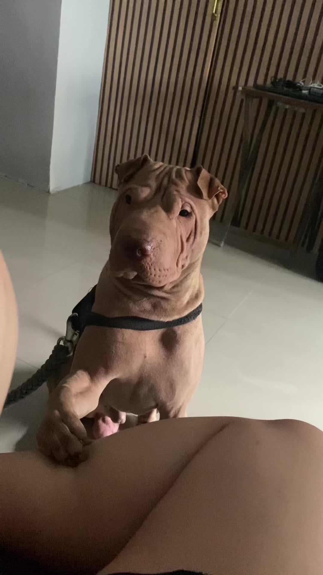 @Champ The Pei