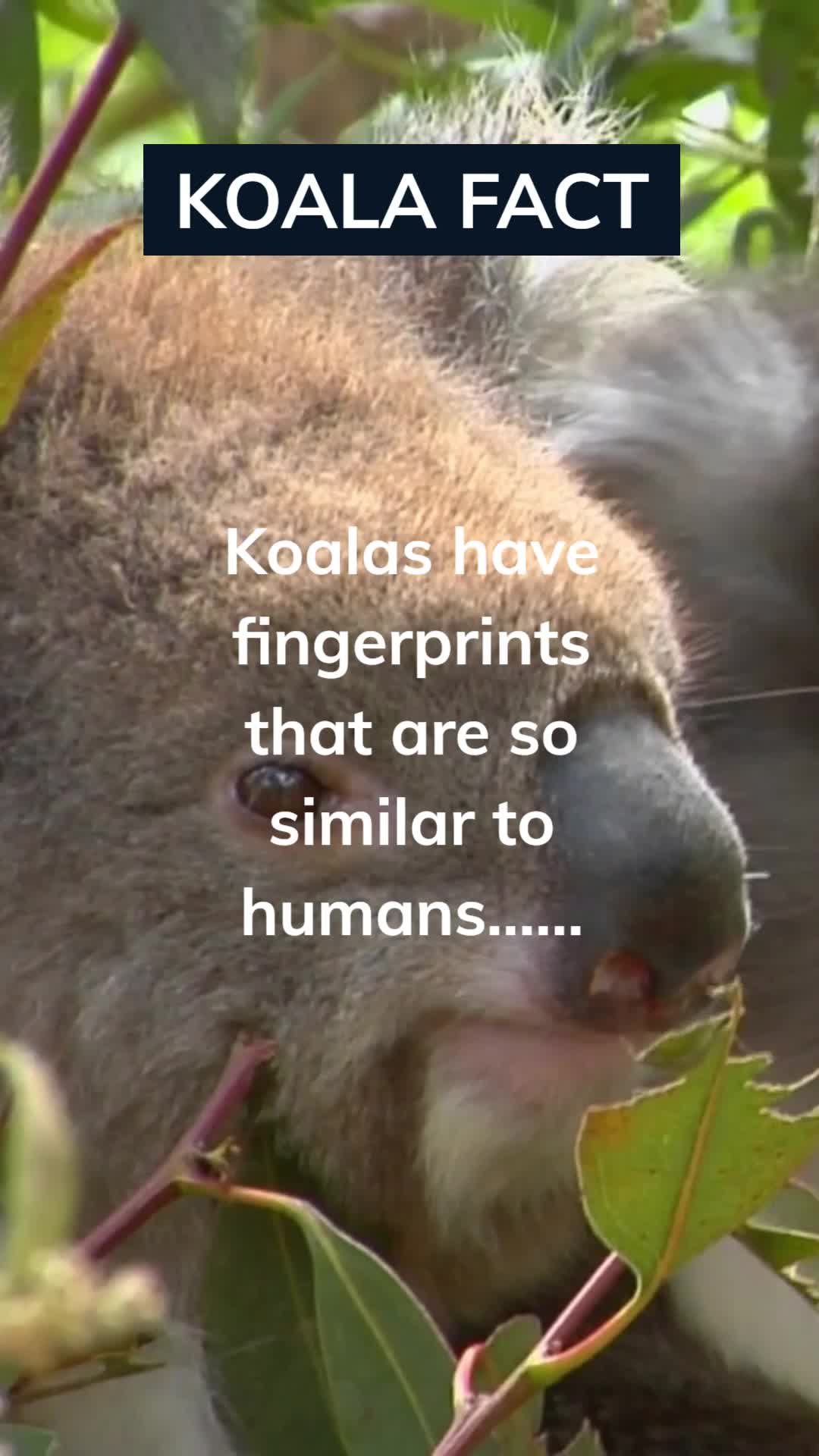 @Amusing Animal Facts
