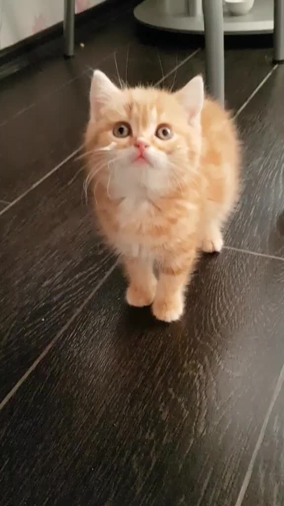 @кошка Луняшка 🐱🌘