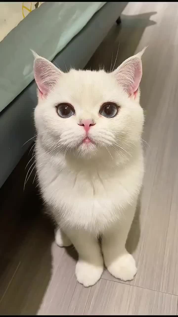@Key sauce pet sharing