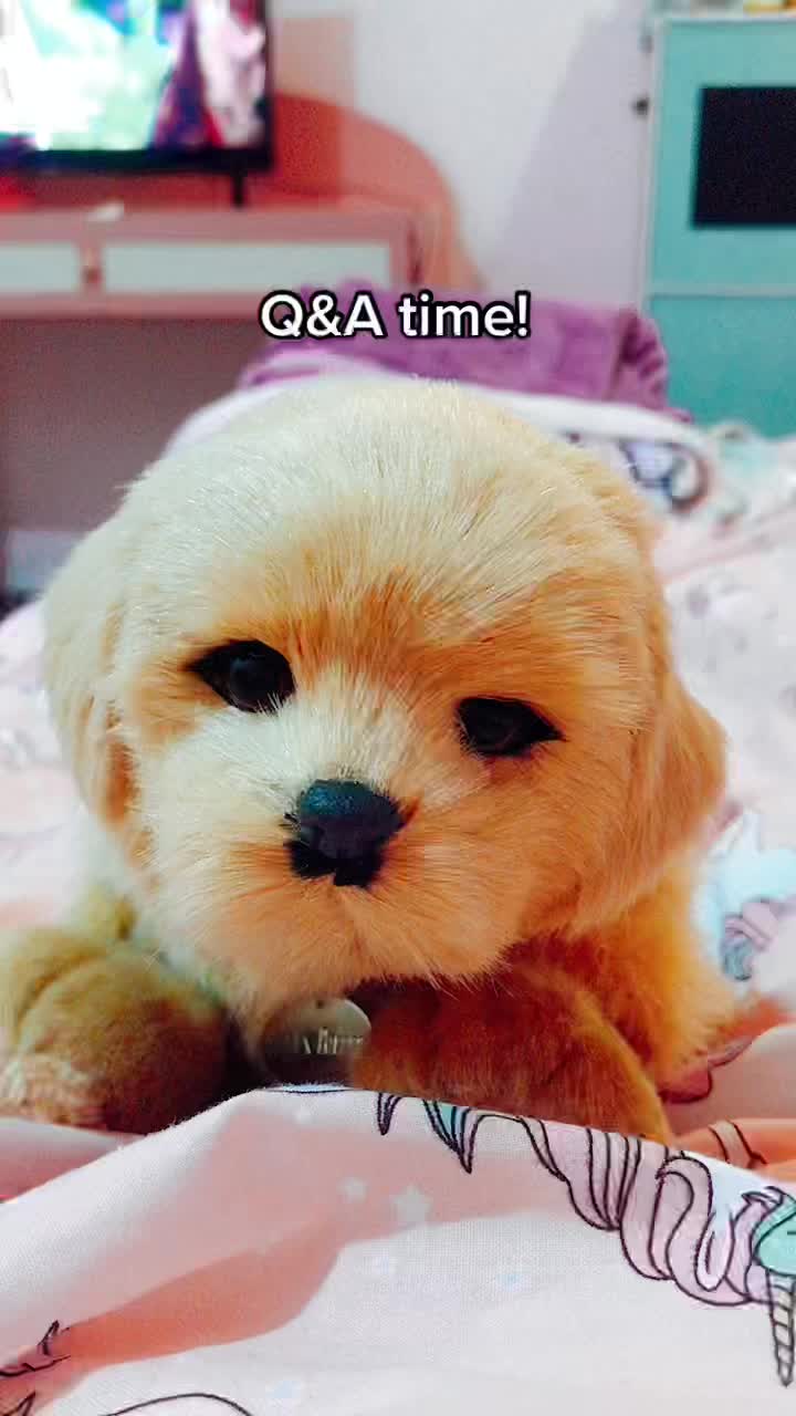 @Sweetpetzzz