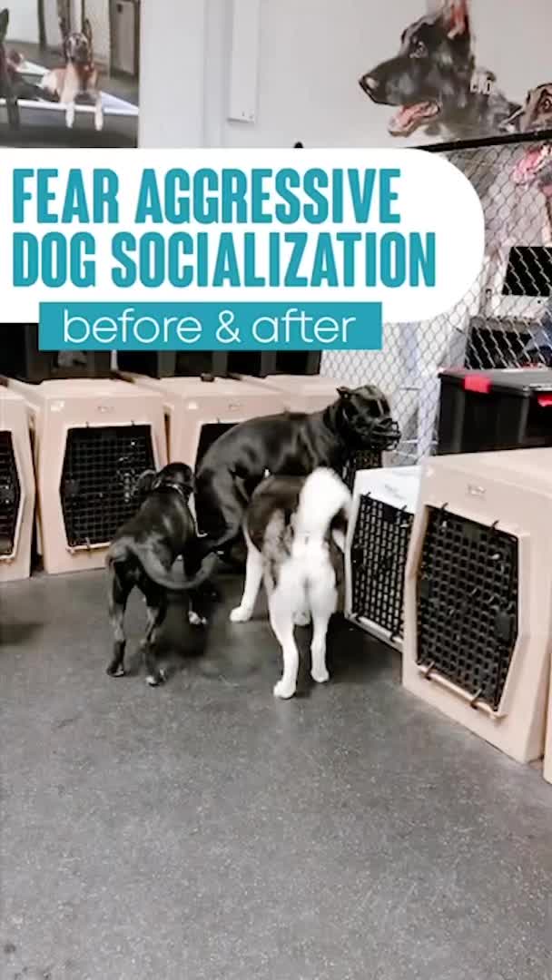 @Miracle K9 Training