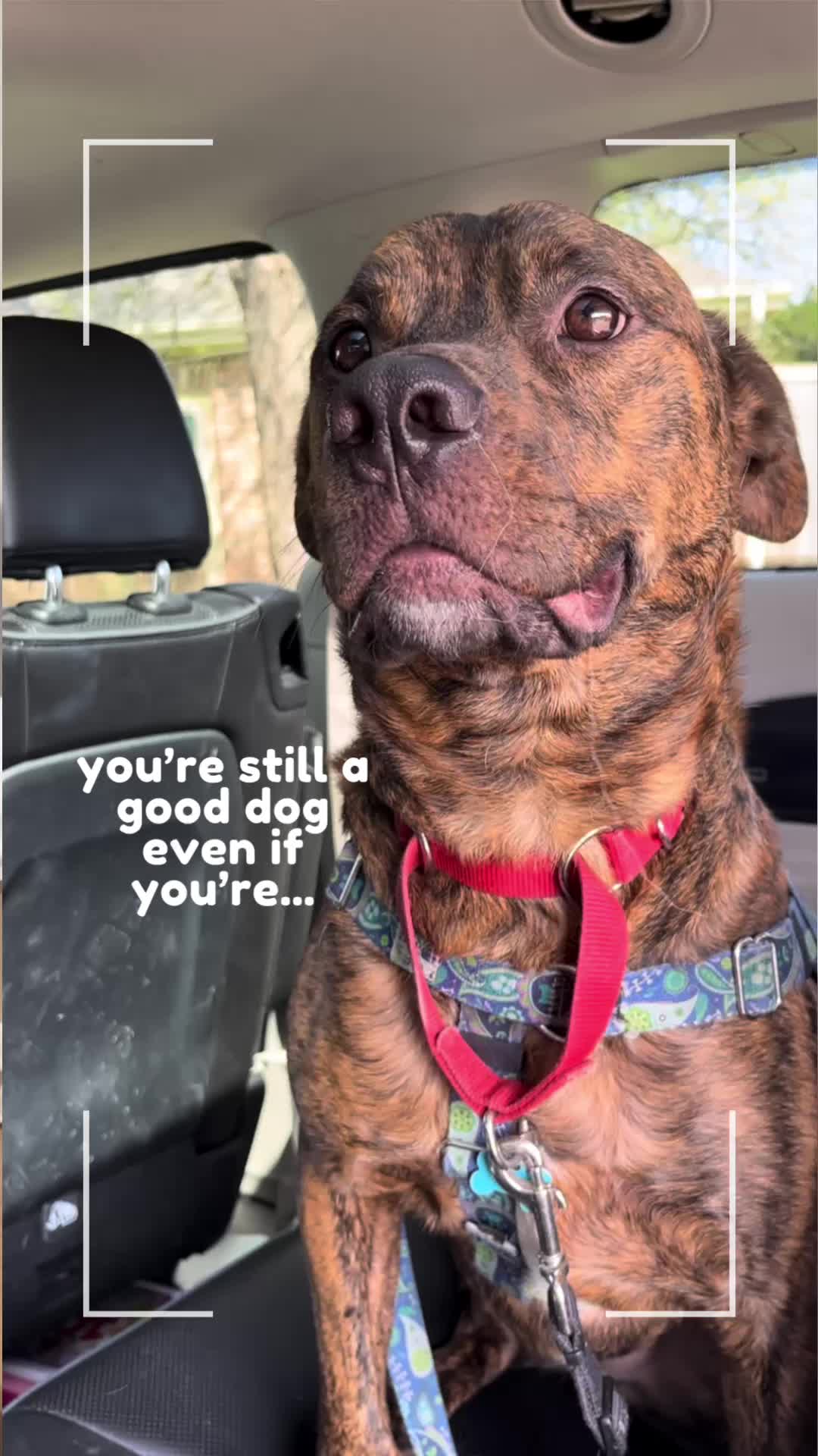 @HeyGoodDogs