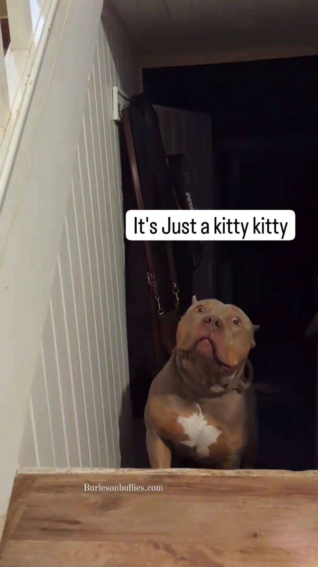 @Burleson Bullies, llc
