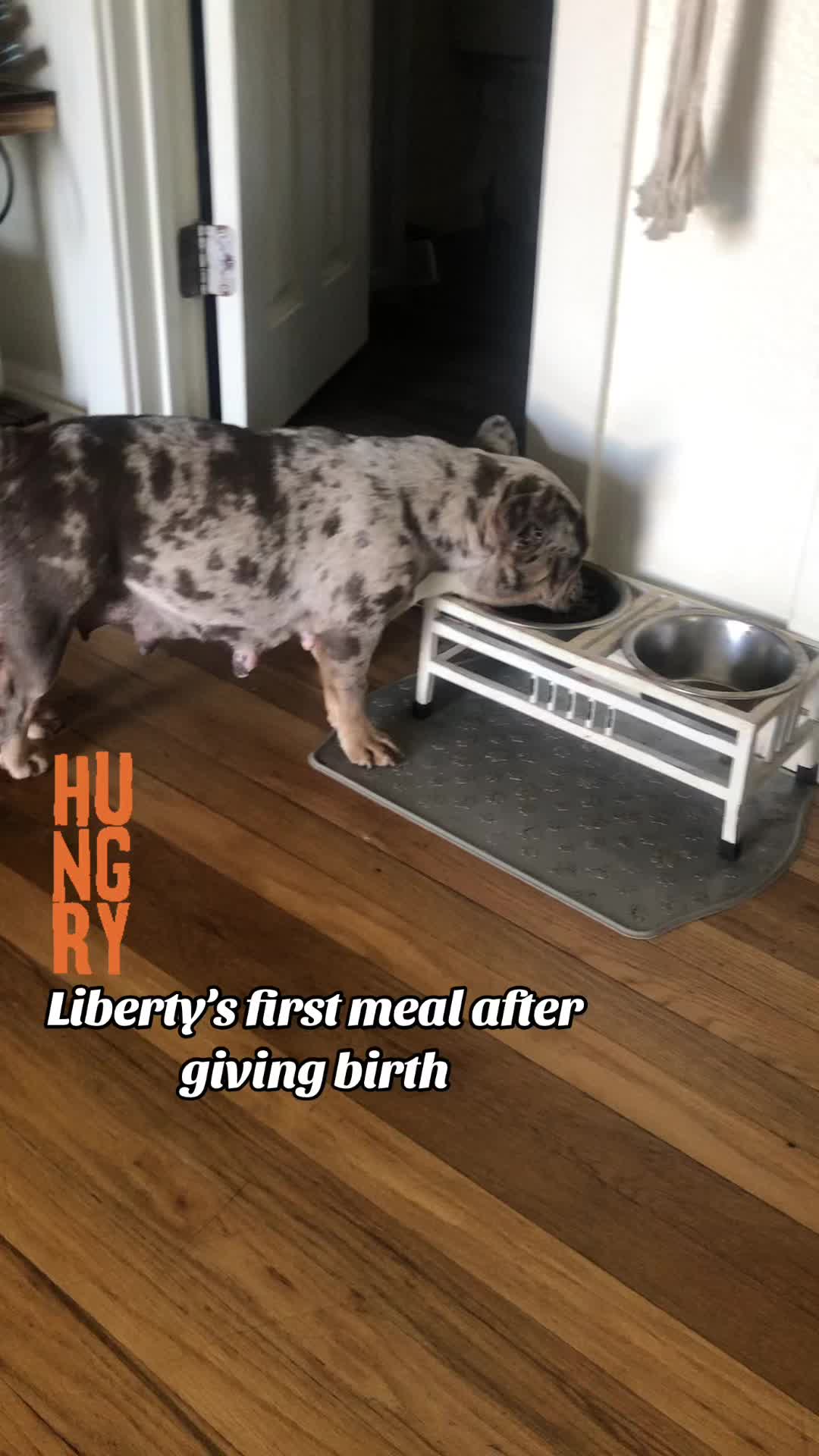 @Fort Worth Pit Puppies