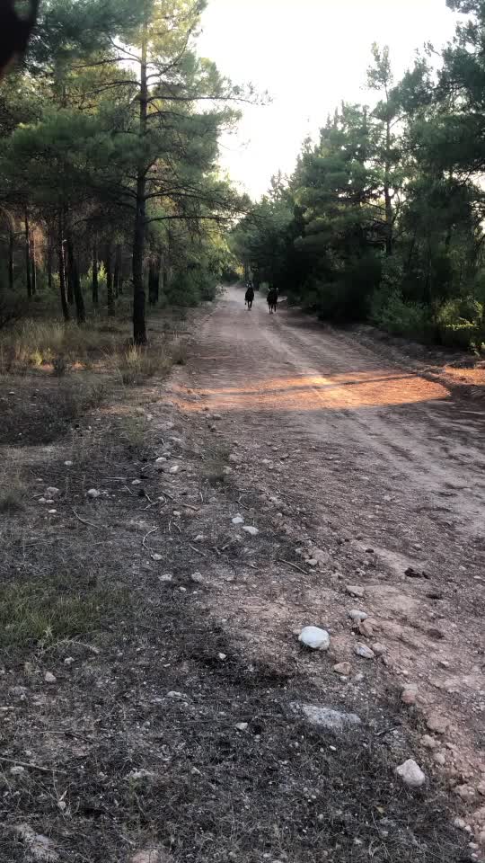 @Asil g&uuml;lbahar