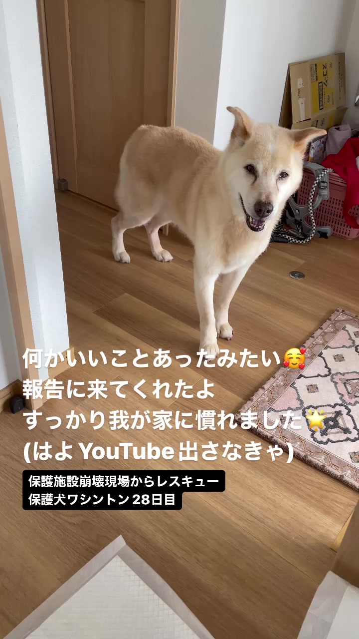 @みゆといぬ。