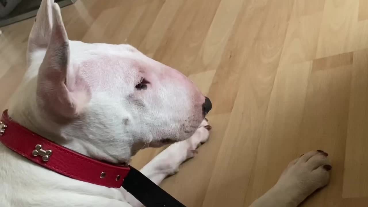 @BullTerrierlove Baby Bella