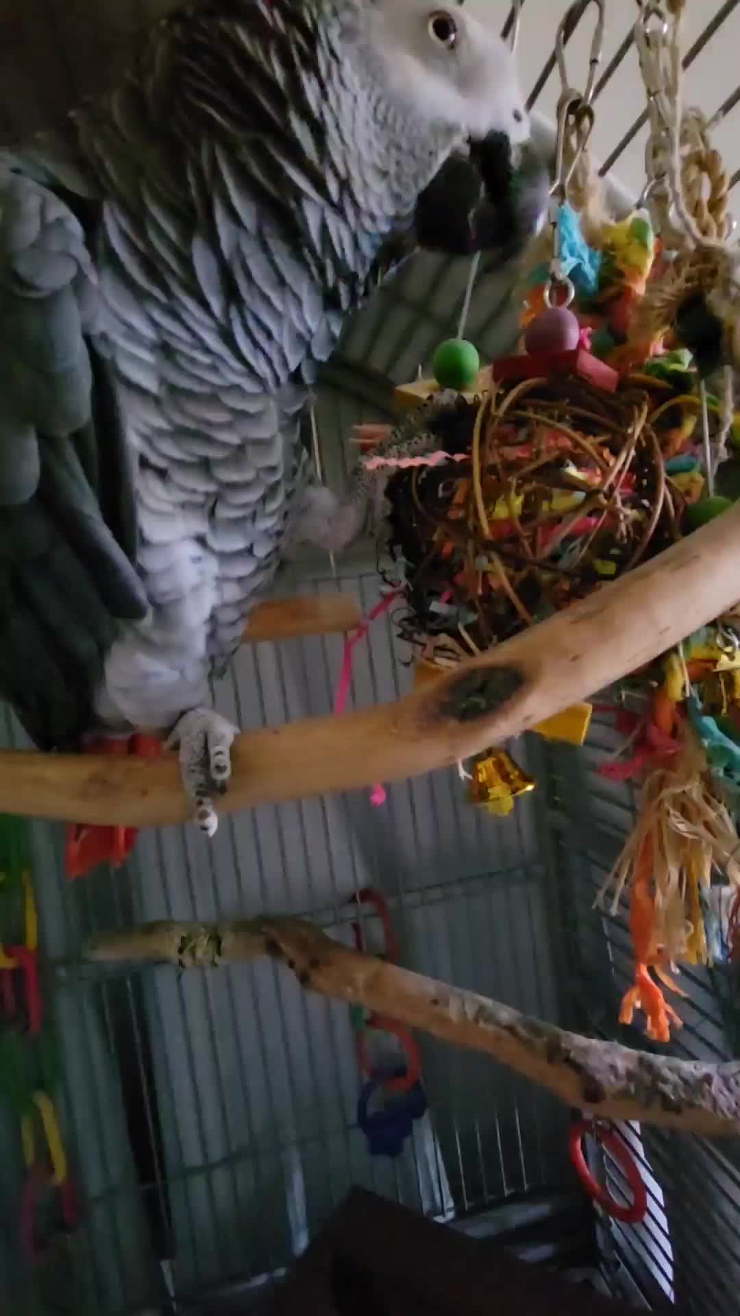 @Ben the bird