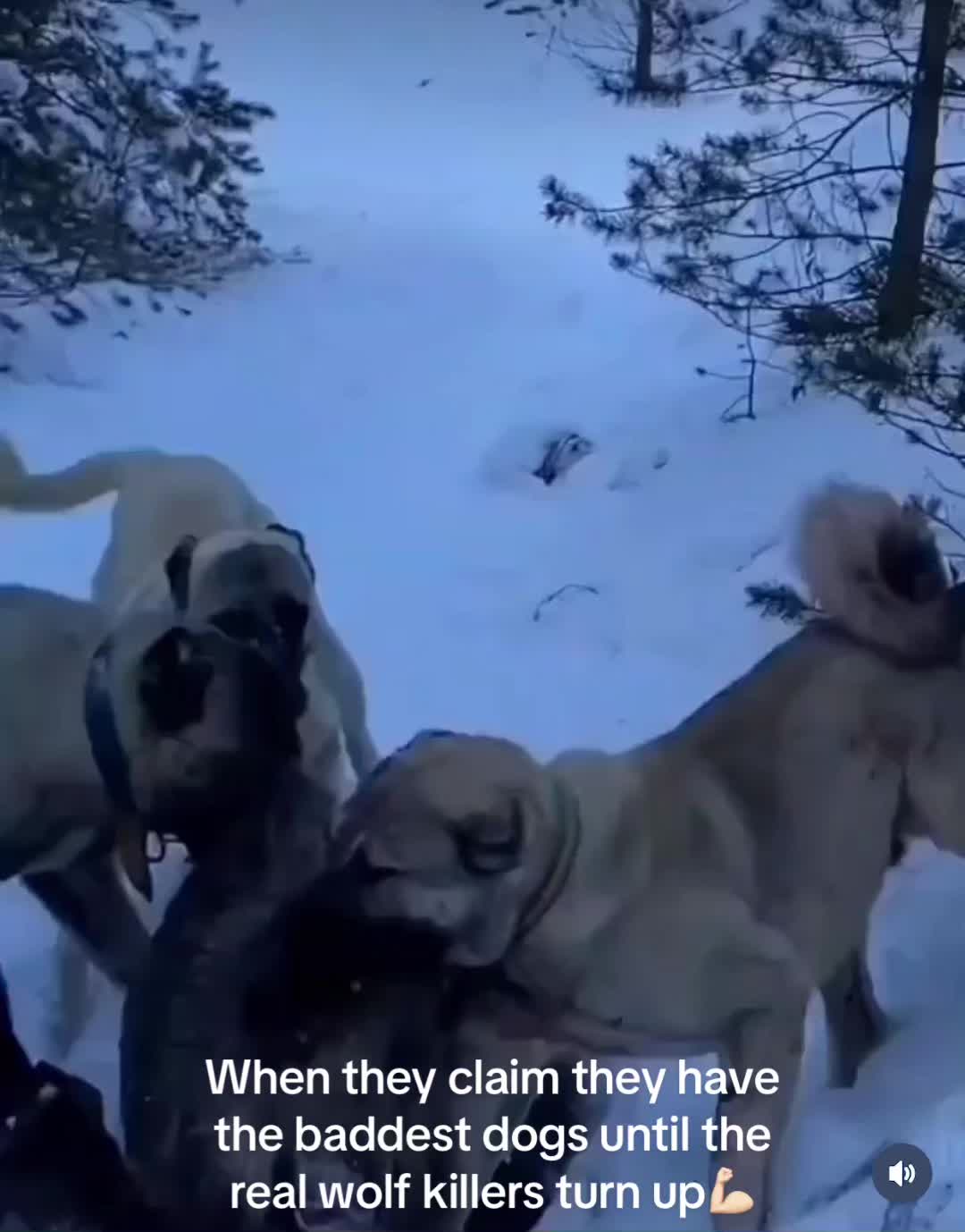 @Uk kangal kennels