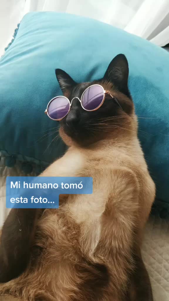 @Titan the Cat