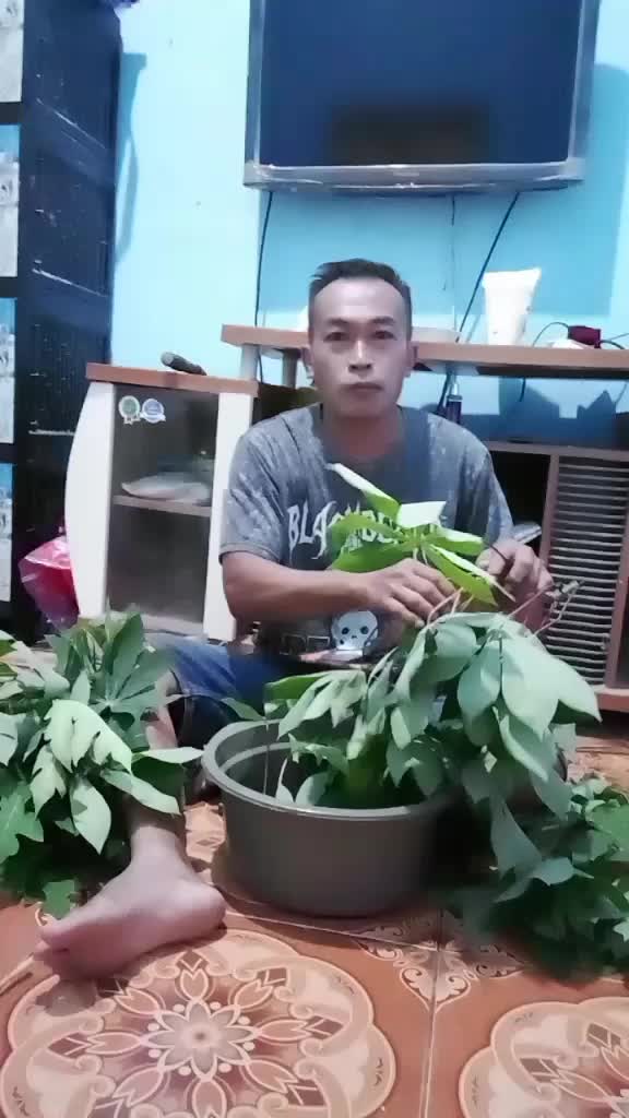 @pengki