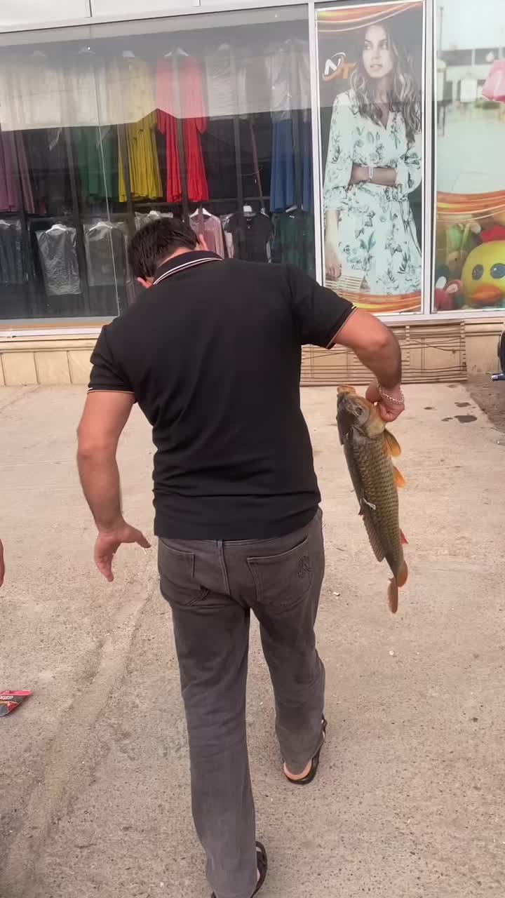 @m&uuml;qeddes 7171