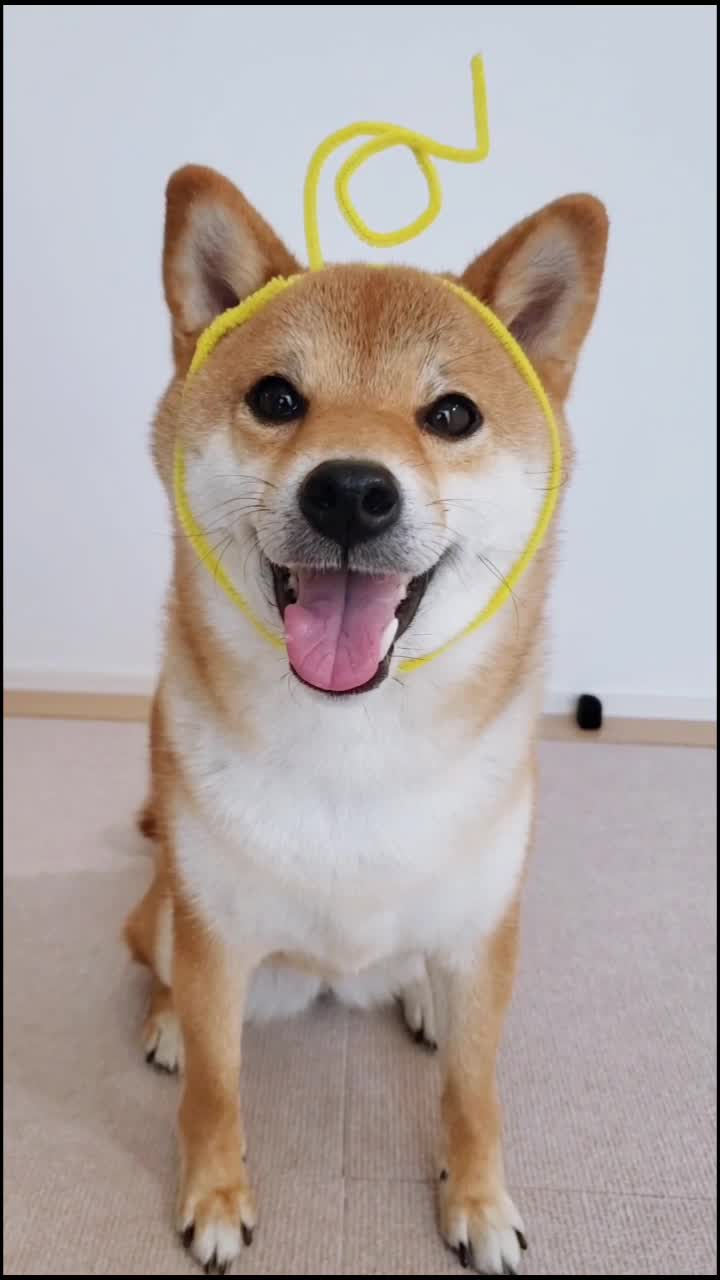 @柴犬コマリ