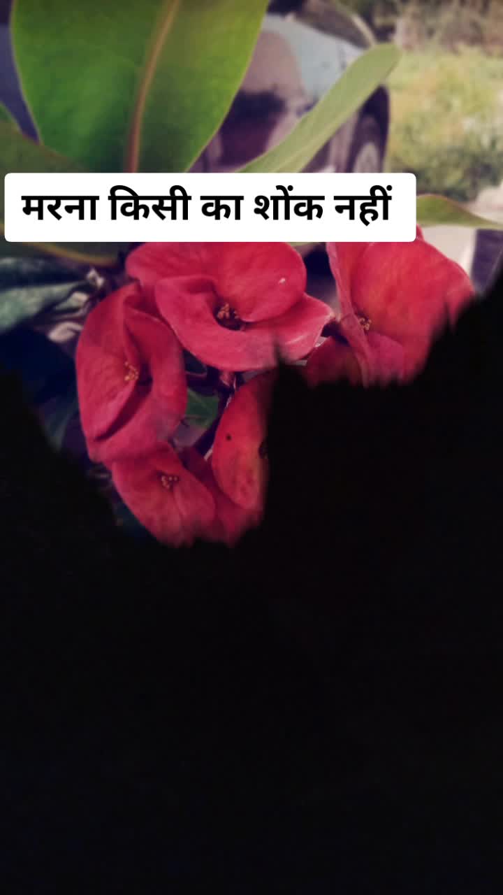@❤️छोरु🦁पहाडी❤️
