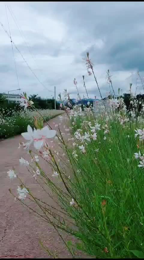 @Dulashi