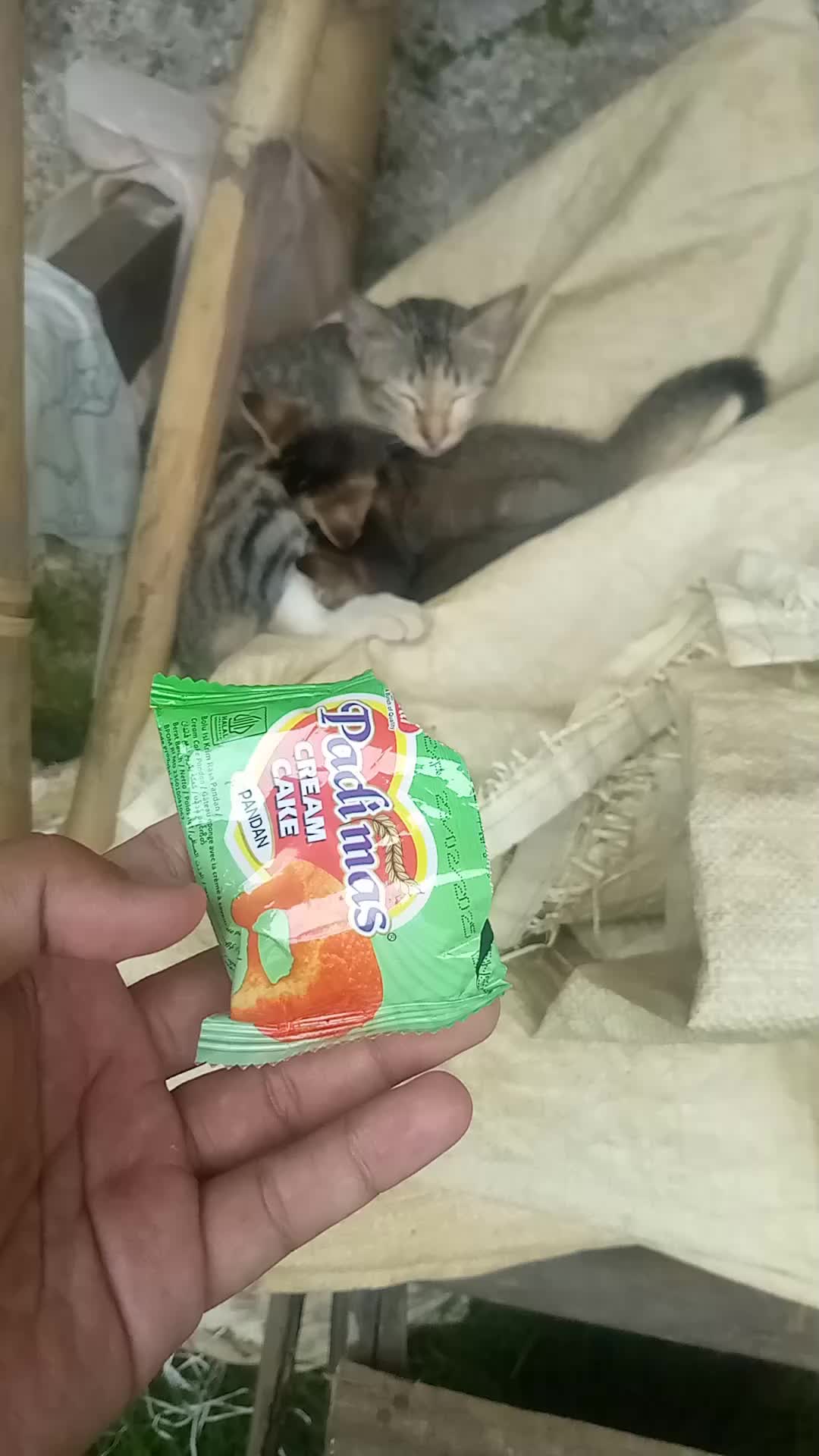 @LalajoBolashop