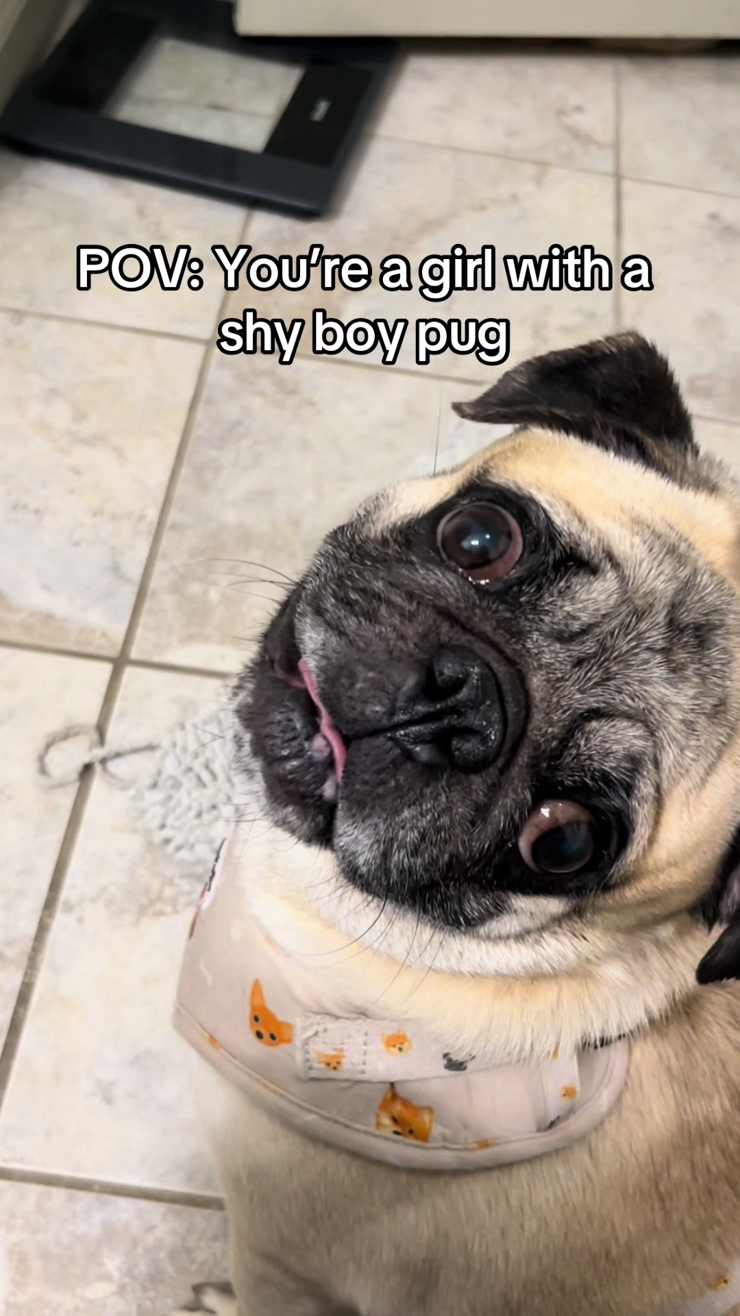 @Rigatoni the Pug