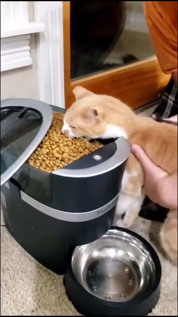 @OneCat
