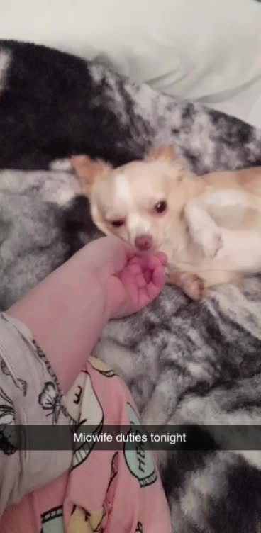 @threedogsanjenny