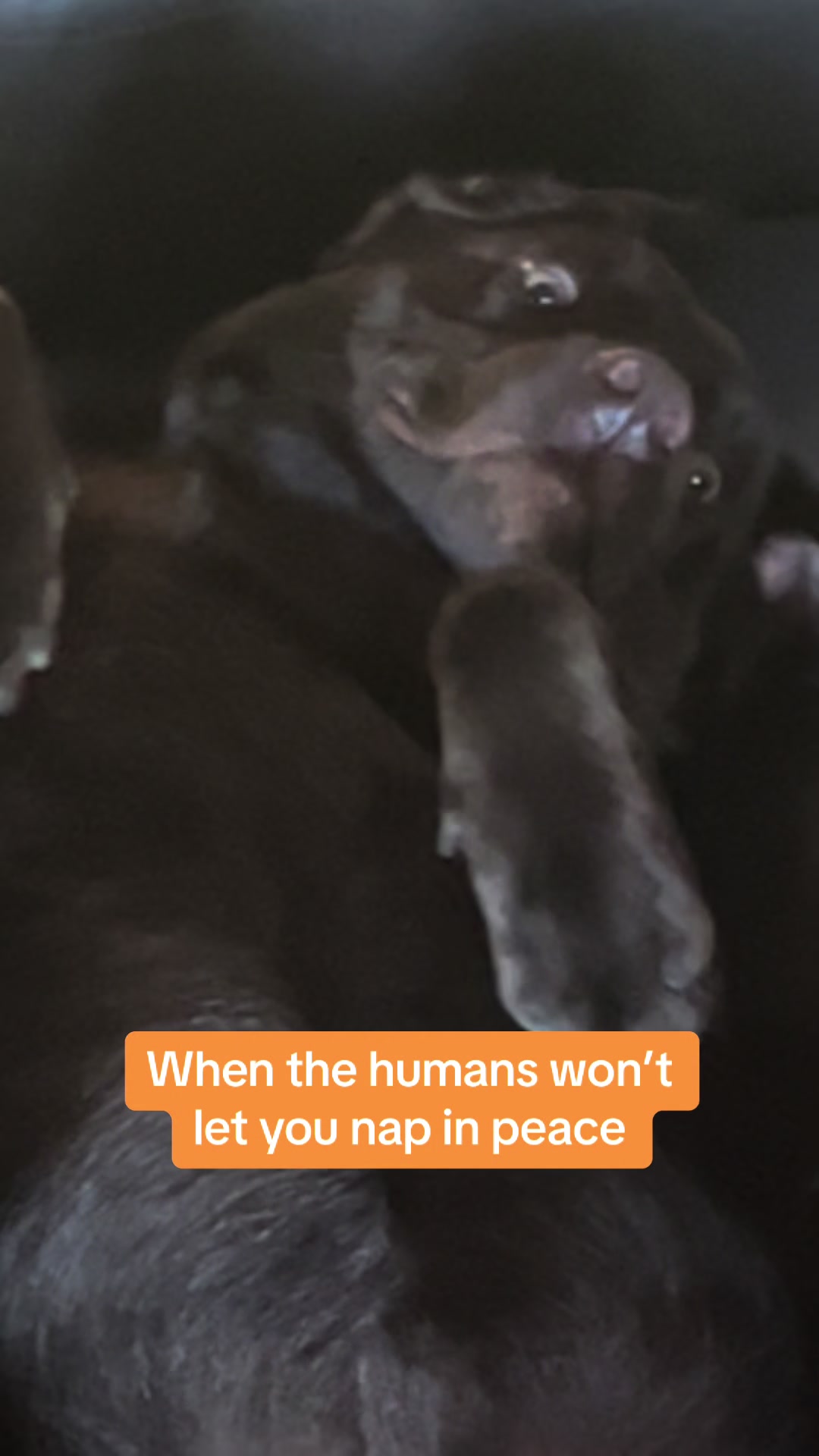 @🐾SOUL DOG TULLY 🐾