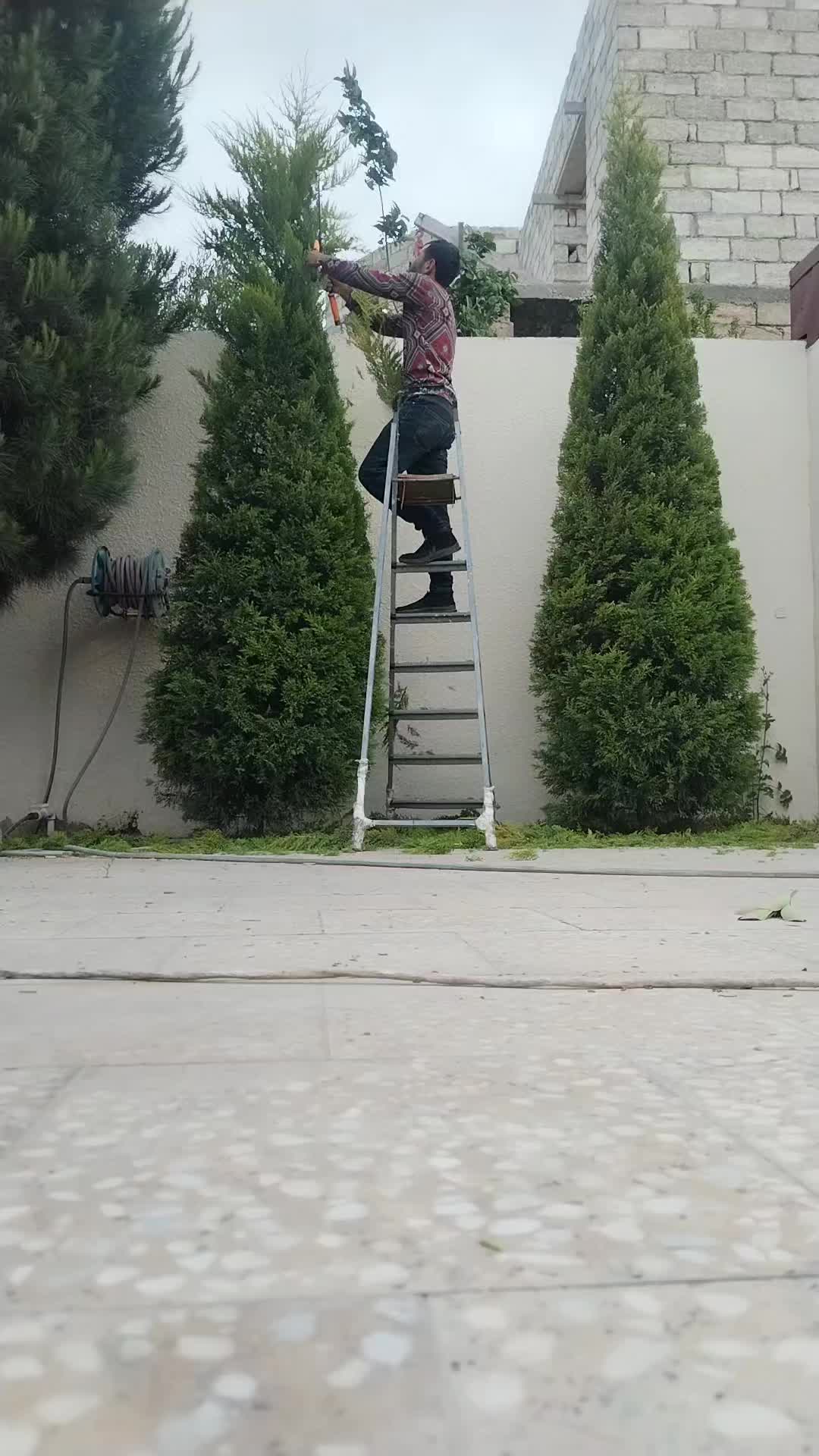 @Bağban