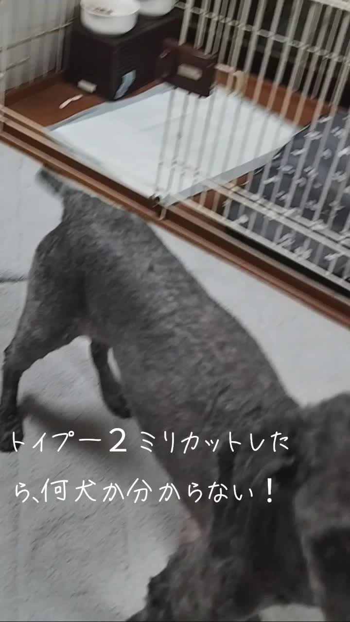 @優心🪽❤️&zwj;🩹🐩🌈✳️虹遥