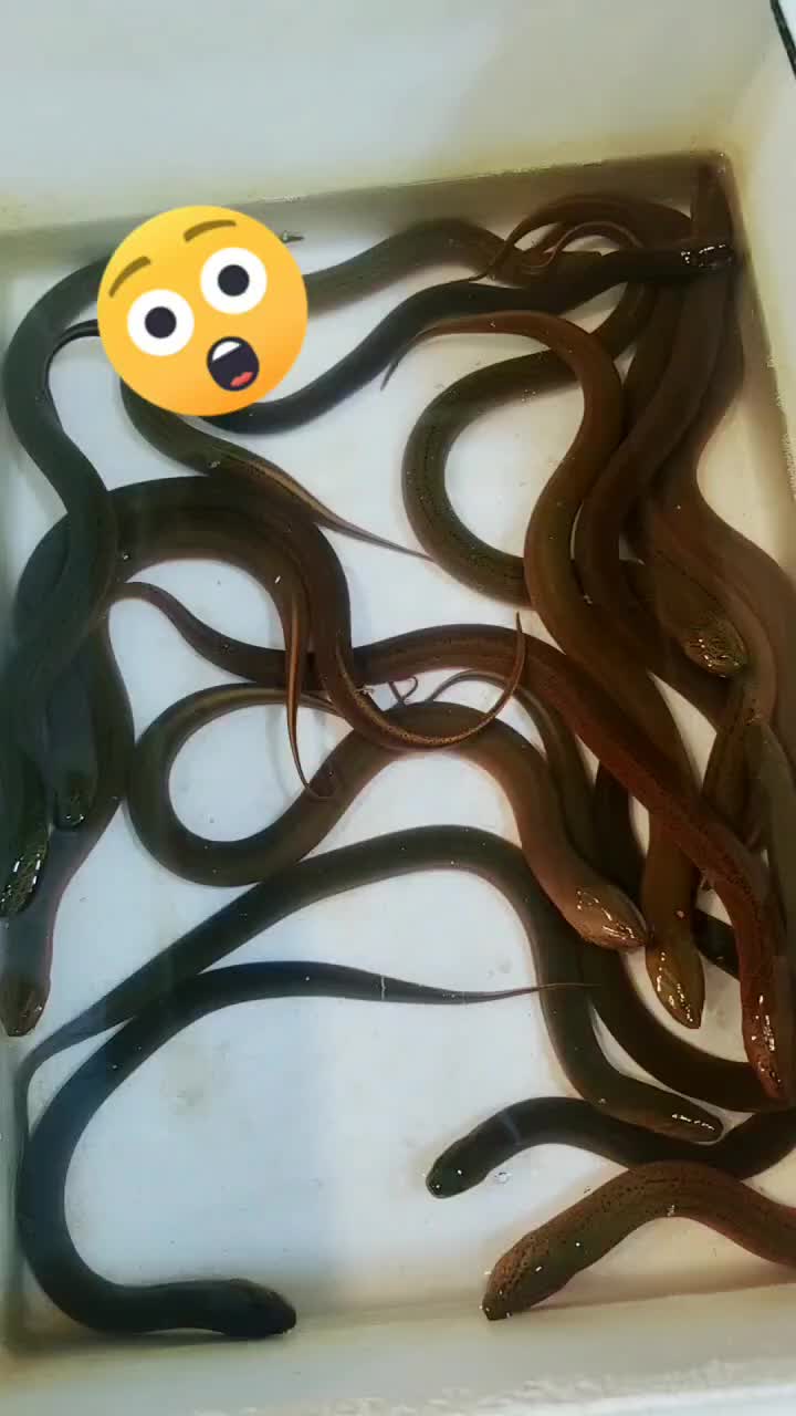 @Lija Aktar