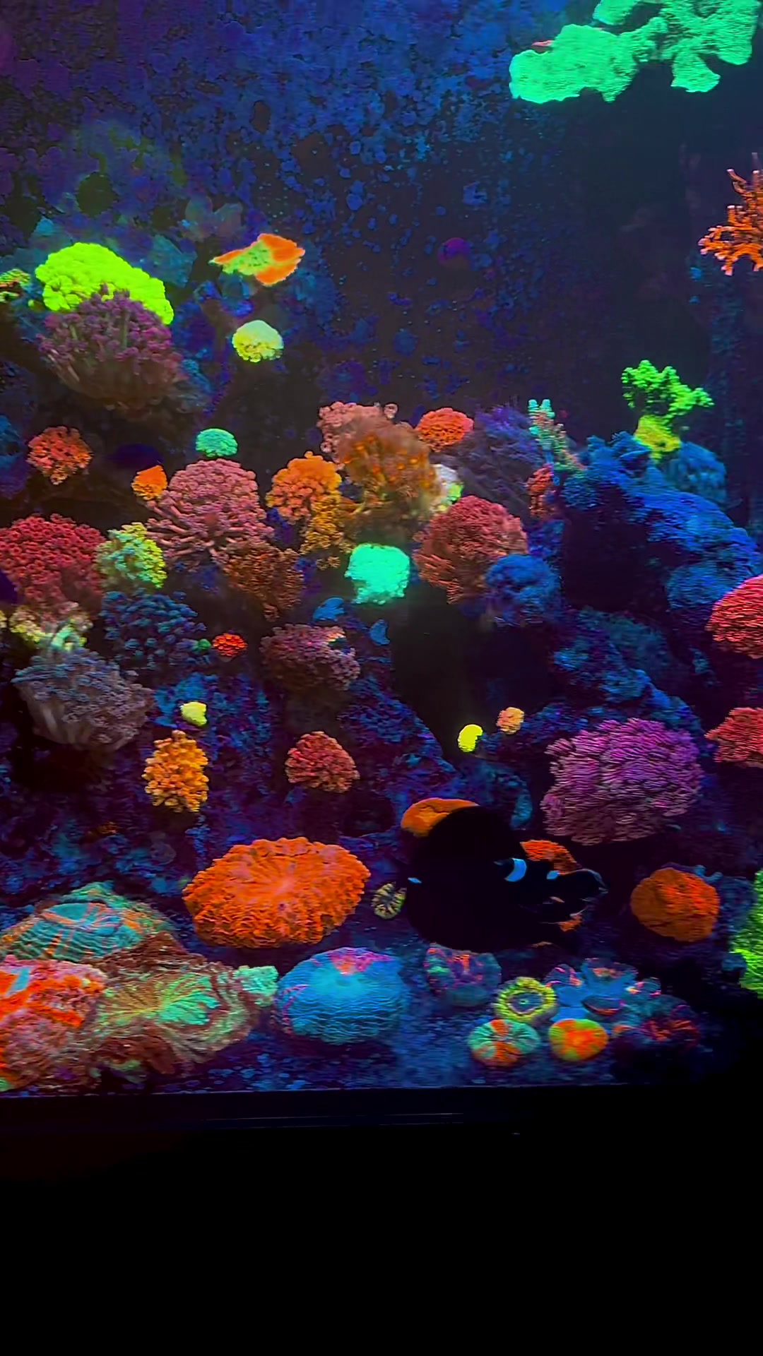 @Palmetto Reef