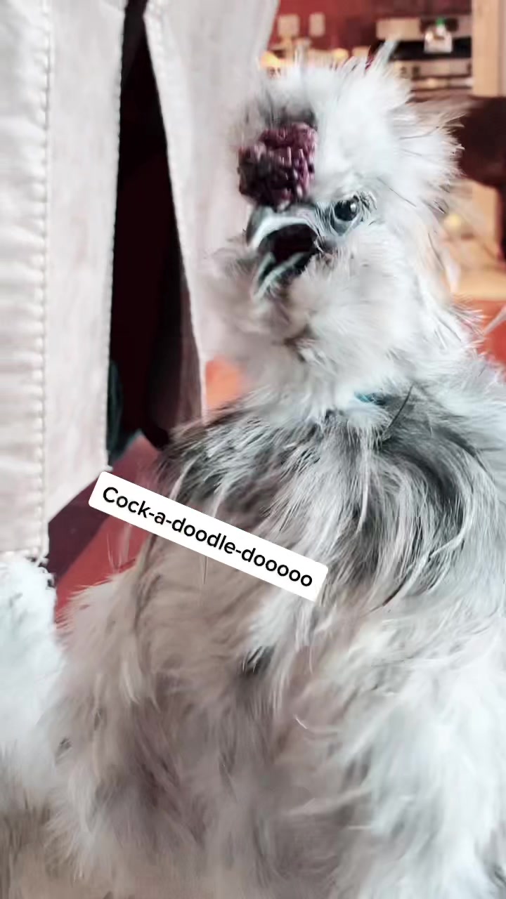 @Seven_mightyhens
