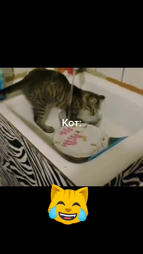 @OneCat