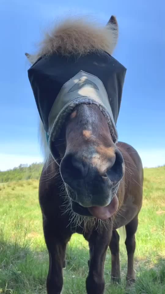 @Hästar
